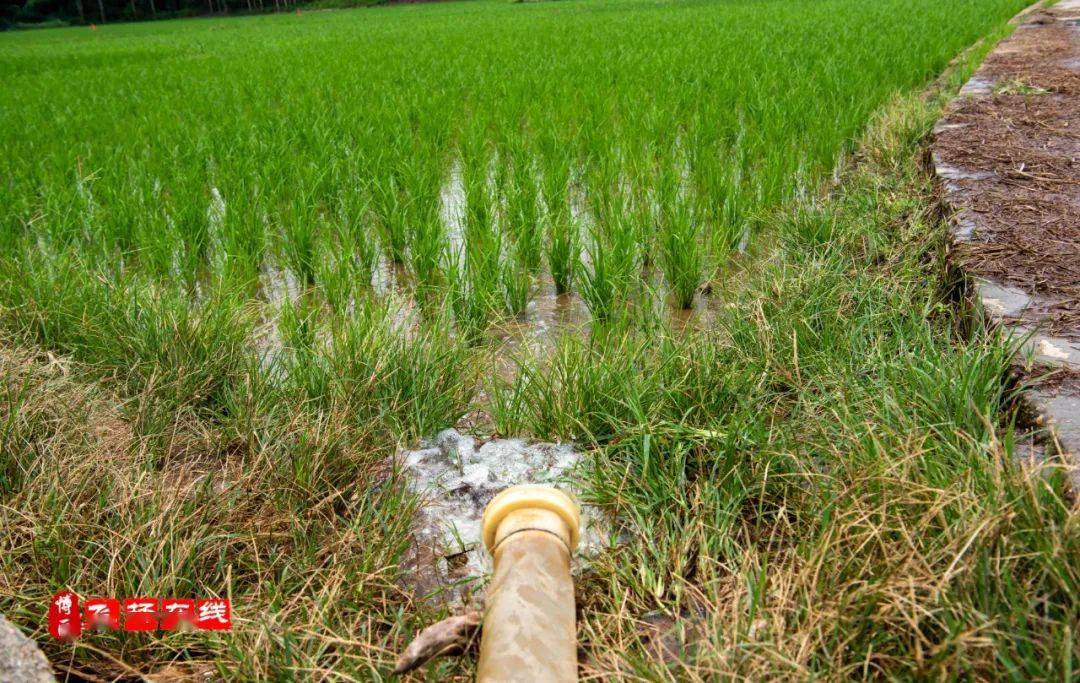 博白旺茂53台抽水机助力抗旱第一线多措并举保民生