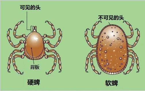 有些蜱虫不仅会在你身上吸血,还会同时在你身上撒尿