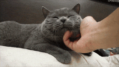 杭州9岁男孩小区里遇到流浪猫,一玩玩出事了,暑期这类