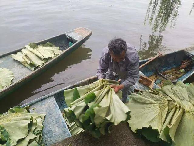 西湖|西湖本塘荷叶莲蓬开卖：老杭州凌晨4点排队，不到半小时抢空