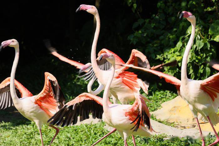 慢动作|2.6w还买不到？EOS R5玩8K视频，高端PC直接崩