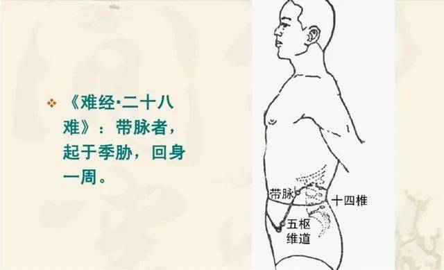 带脉不通，肥胖、妇科、斑纹都与‘它’有关