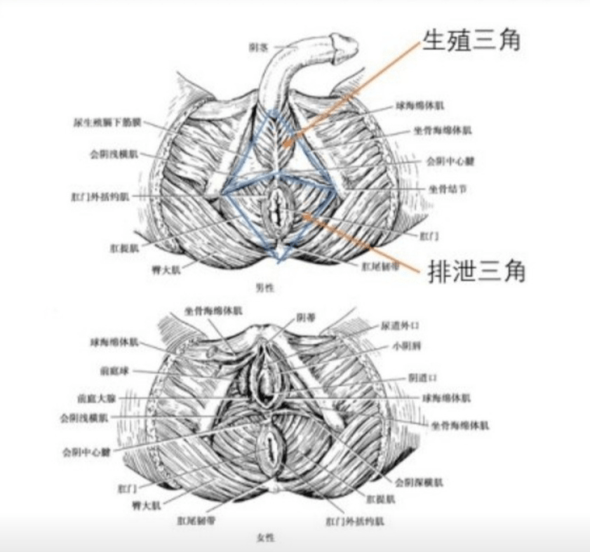 从现代解剖学认识肾主纳气与肾开窍于二阴