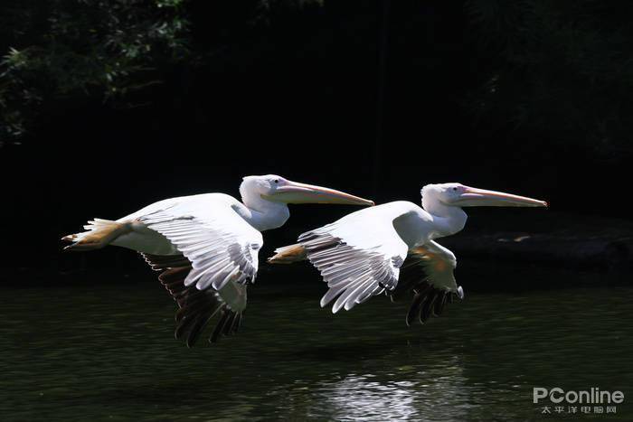 慢动作|2.6w还买不到？EOS R5玩8K视频，高端PC直接崩