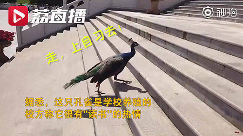 孔雀|孔雀跑进高校图书馆淡定看书 网友：又美又飒又有文化