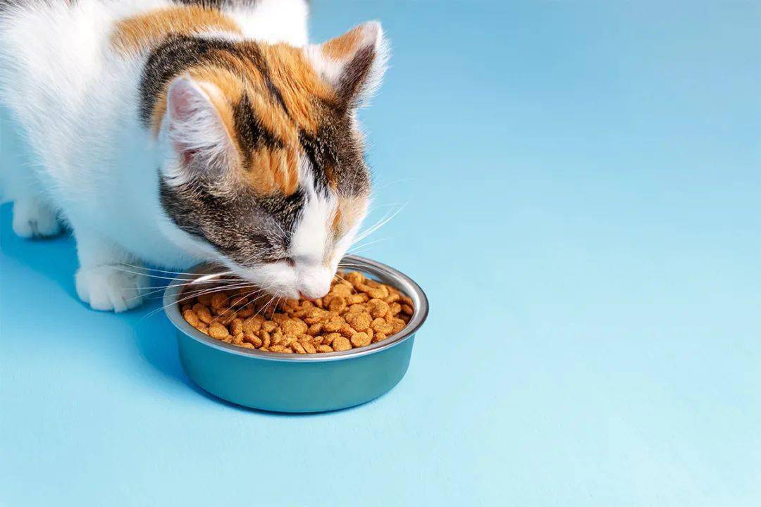 猫狗|哪些膳食纤维更适合猫狗？业界掀起创新热潮