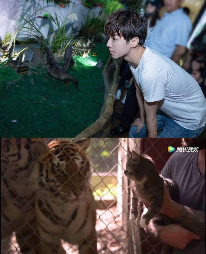 喵系少年王俊凯上线 可可爱爱一猫一样_猫咪