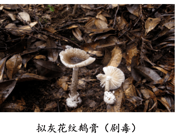 该菌与贵州人俗称的草鸡枞,茅草菌,芝麻菌,伞把菇等蘑菇外观非常