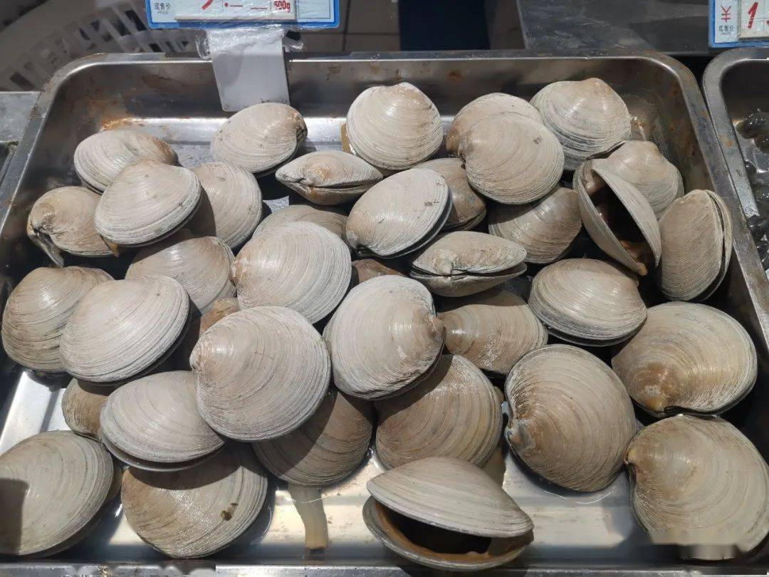 深圳人舌尖上的贝类——绝对不可错过的美食之波纹巴非蛤篇_标本