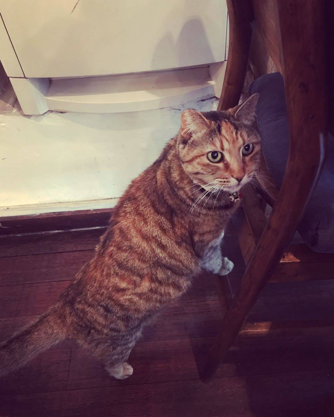 百年老|上海小店故事｜百年老房子里的和风洋食店