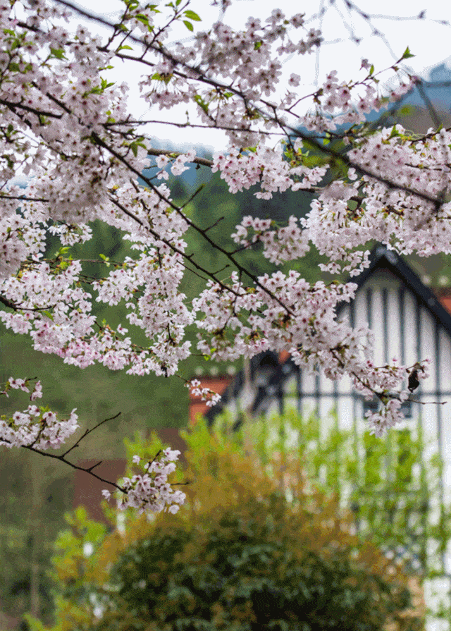 640_895 竖版 竖屏