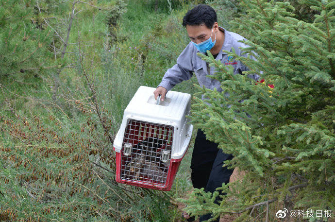 动物|“大胆翱翔吧！”5只国家二级保护动物红隼重回大自然
