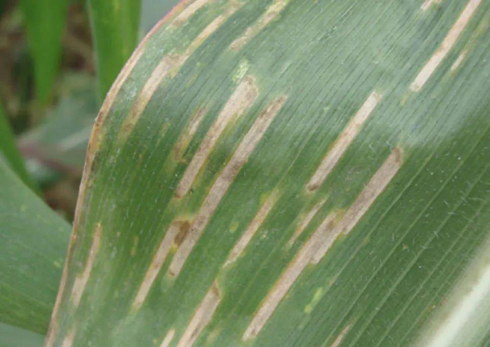 玉米叶部常见病害合集高清图谱药剂推荐