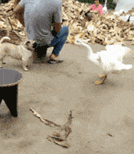 af94b32704434eef9d945dc34d0a74cd.gif