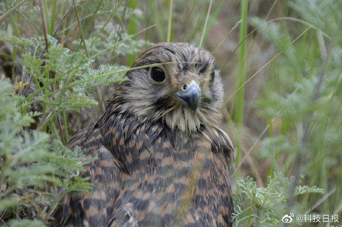 动物|“大胆翱翔吧！”5只国家二级保护动物红隼重回大自然