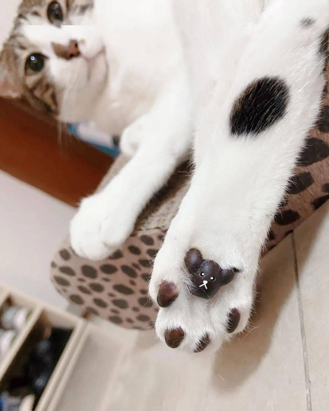 猫爪"尝"起来是什么味道?网友试了后:恩?花生味?