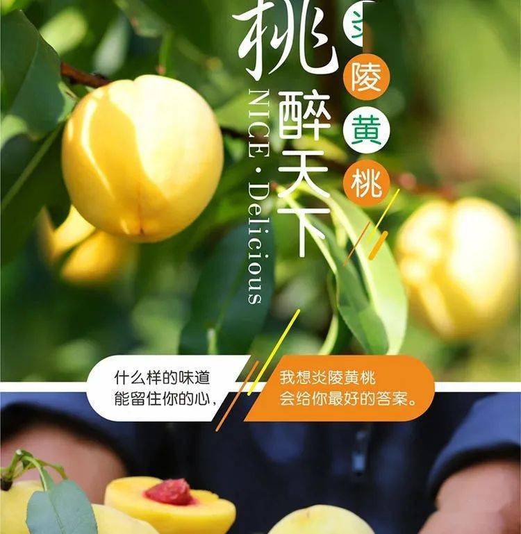 福利专栏湖南炎陵黄桃产地直发果大肉甜味道鲜美包邮到家