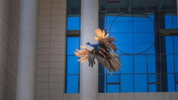 云南|“学霸”孔雀闯进云南一高校图书馆淡定“看书”