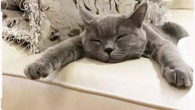 蓝猫:哼,这世界上还没有朕睡不到的地方!