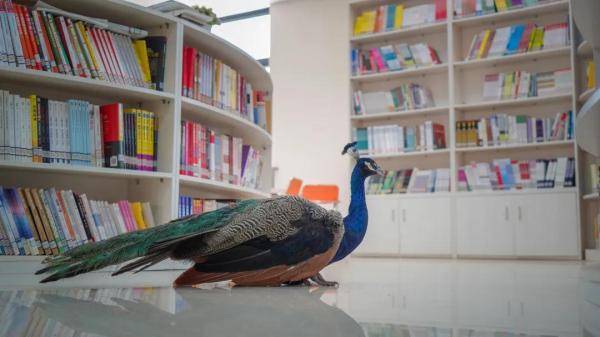 云南|“学霸”孔雀闯进云南一高校图书馆淡定“看书”