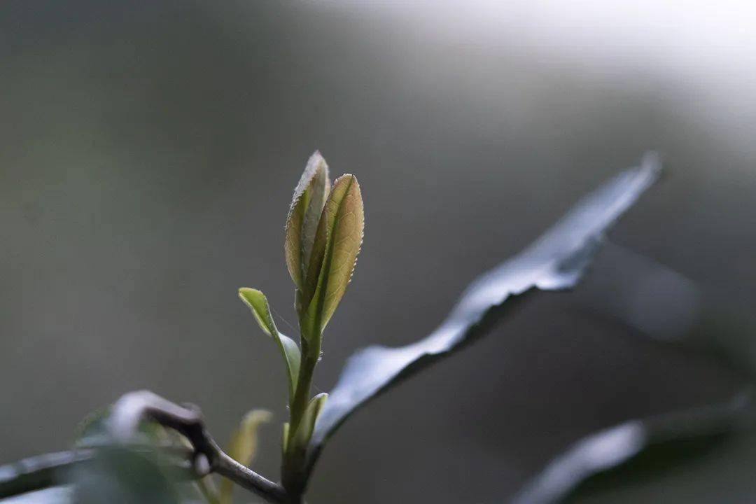 紫笋茶的核心产区而写下《茶经》的地方就是陆羽的《茶经》世界第一部