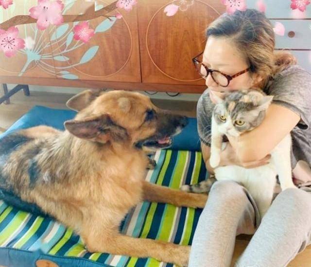 15岁爱犬生命倒计时 郑秀文夫妇24小时陪伴在侧