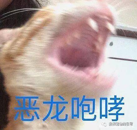 年拍|铲屎官必看!被誉为拍猫教父的他,70年拍猫历史全在这