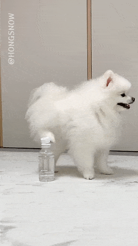 萌宠版的瓶盖挑战,冠军竟然是只小博美!