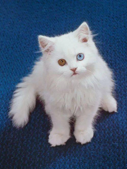 年拍|铲屎官必看!被誉为拍猫教父的他,70年拍猫历史全在这