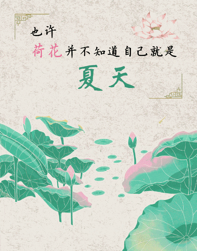 荷花|荷花，并不知道自己就是夏天