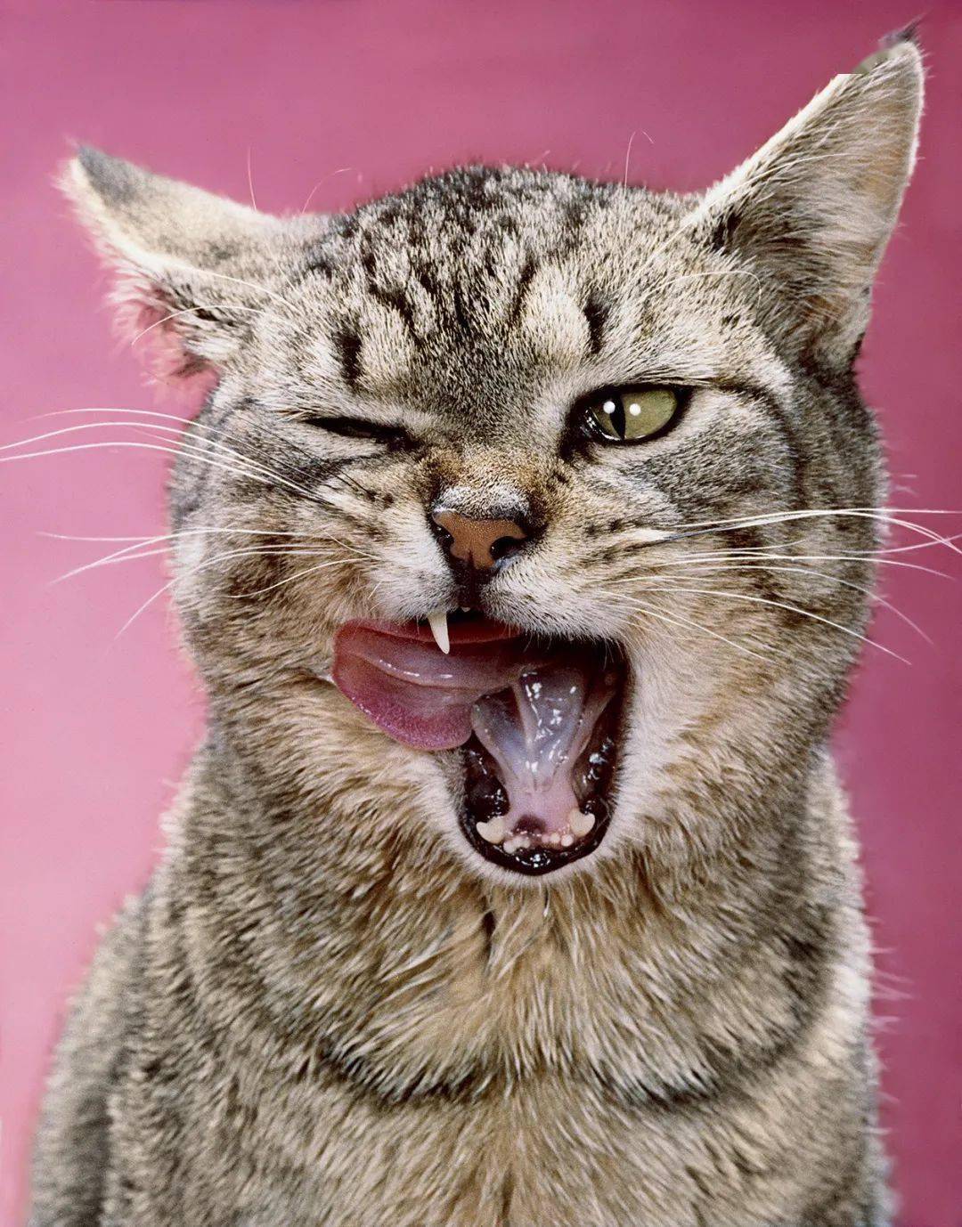 年拍|铲屎官必看!被誉为拍猫教父的他,70年拍猫历史全在这