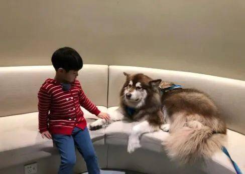 珠宝|这些猫狗身上的珠宝!你居然一件也买不起!!!