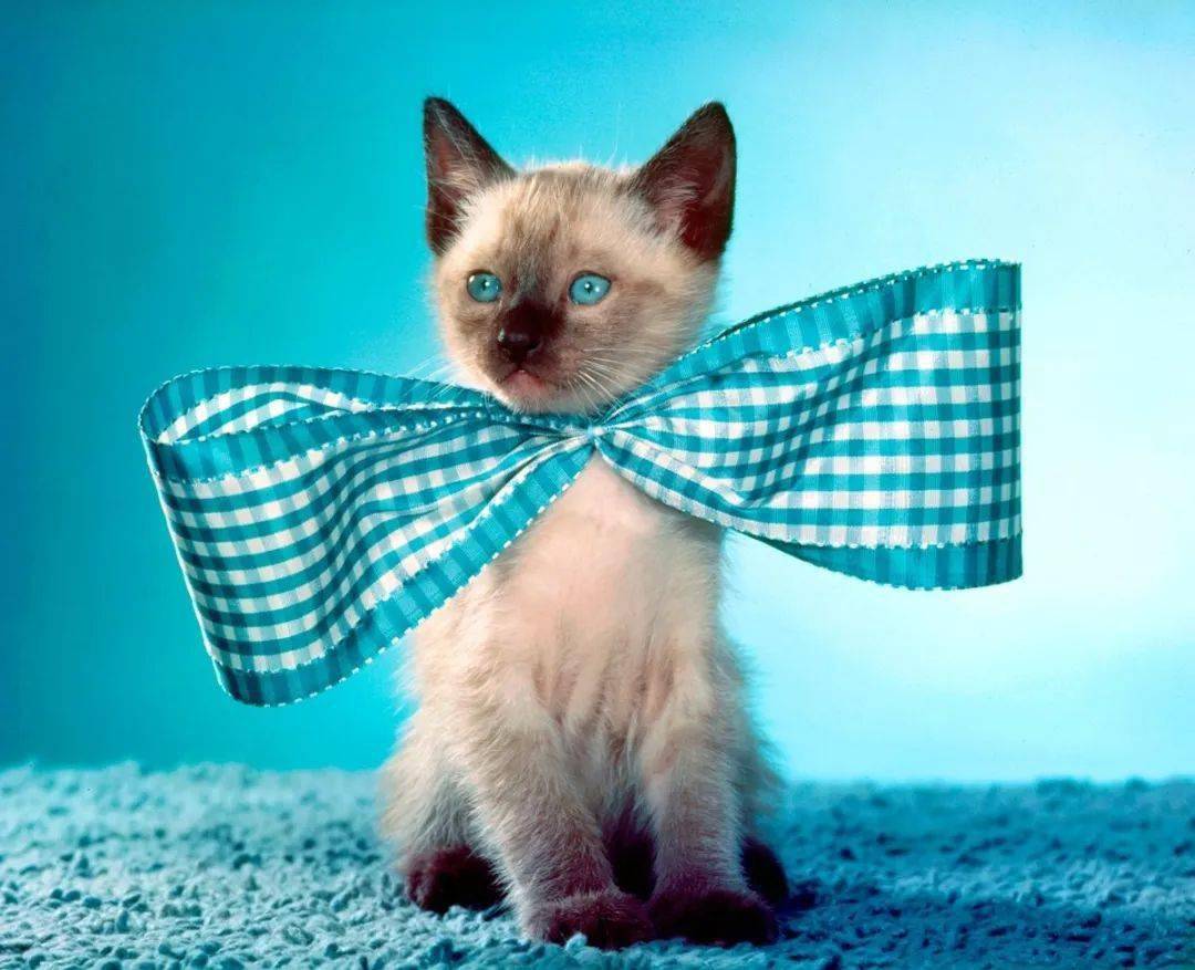 年拍|铲屎官必看!被誉为拍猫教父的他,70年拍猫历史全在这