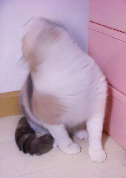 年拍|铲屎官必看!被誉为拍猫教父的他,70年拍猫历史全在这