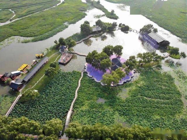 近年来,宝应县射阳湖镇依托水资源优势,将生态荷藕种植与文化旅游融合