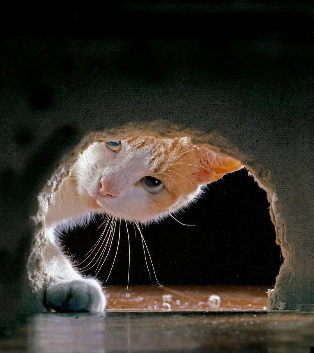 年拍|铲屎官必看!被誉为拍猫教父的他,70年拍猫历史全在这