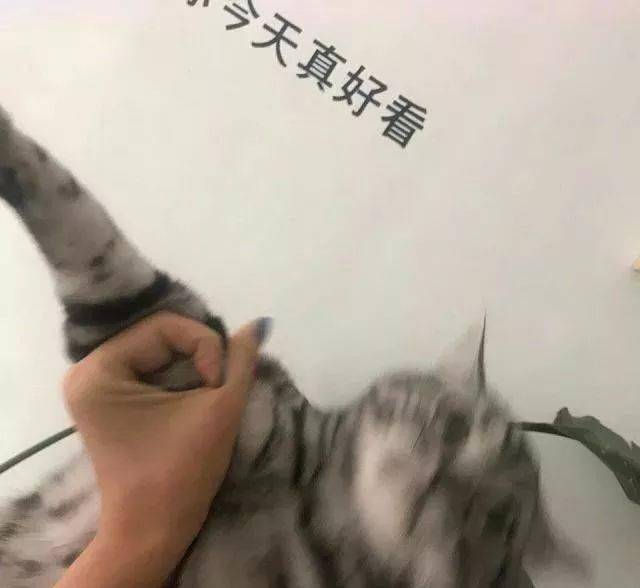 年拍|铲屎官必看!被誉为拍猫教父的他,70年拍猫历史全在这