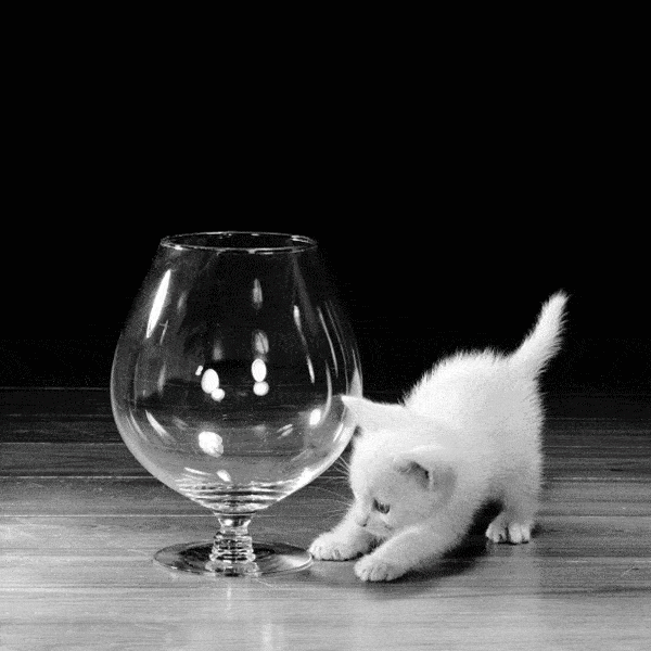 年拍|铲屎官必看!被誉为拍猫教父的他,70年拍猫历史全在这