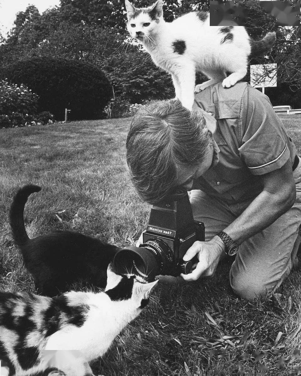 年拍|铲屎官必看!被誉为拍猫教父的他,70年拍猫历史全在这