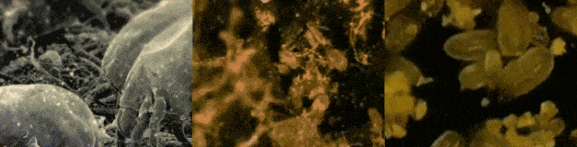 不知道|用1颗糖洗澡是什么体验？不洗都不知道身上这么脏，竟然还能扣出油脂粒！