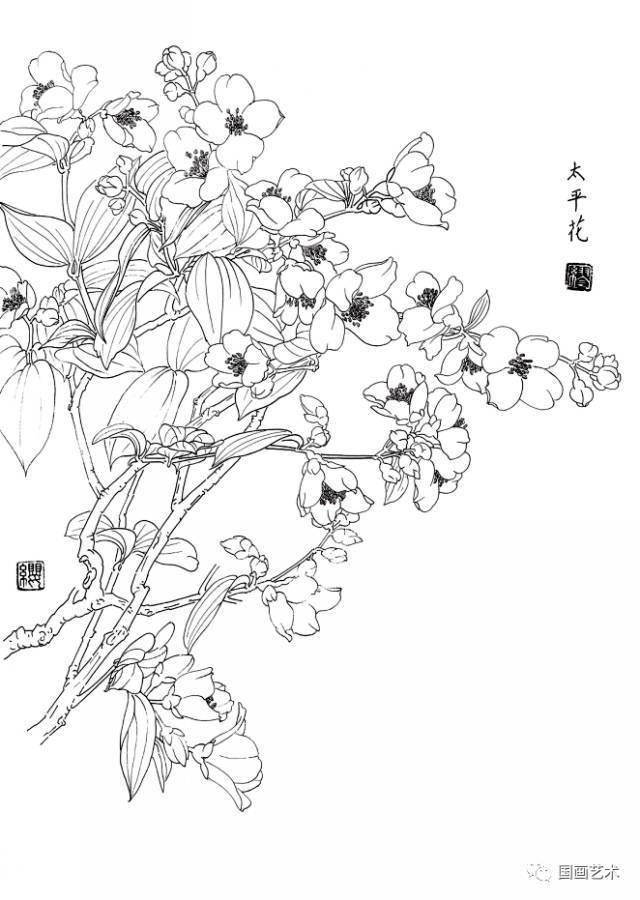 白描花卉写生范本百花谱