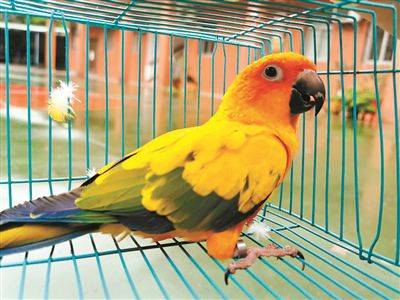 警方|网购动物做宠物？你可能已经违法！