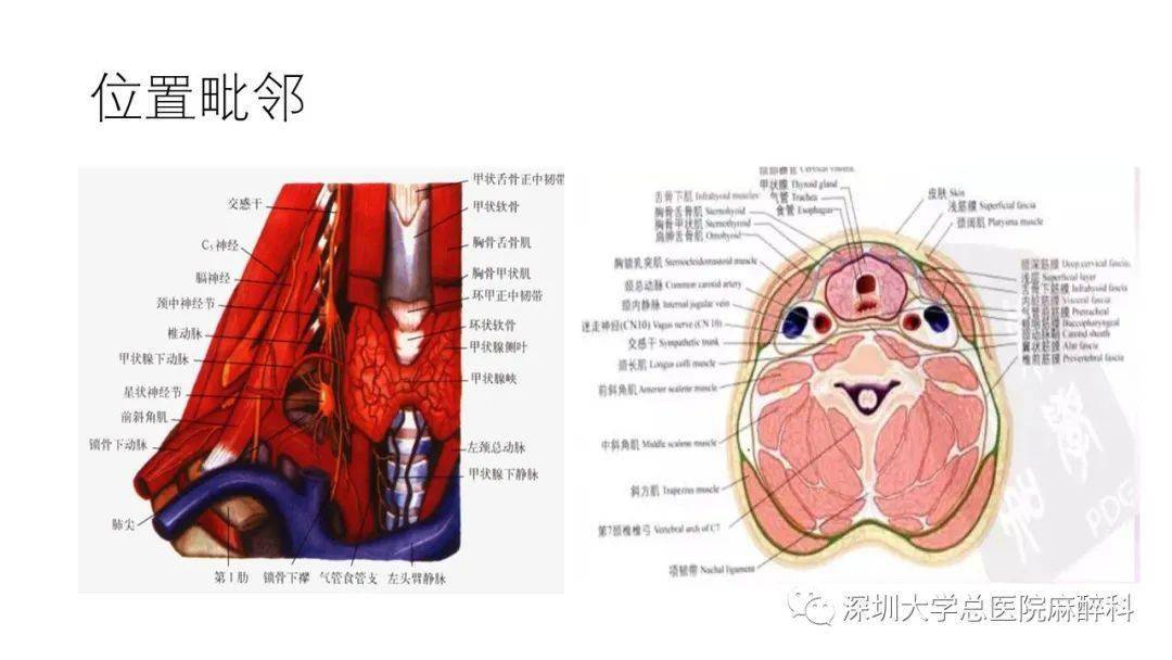 精品课件丨星状神经节阻滞