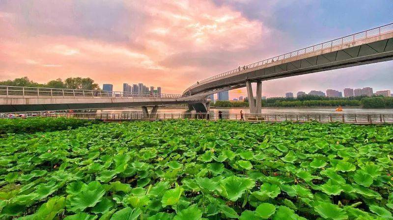 汾河景区湿地公园—南寨公园—呼延村荷花池