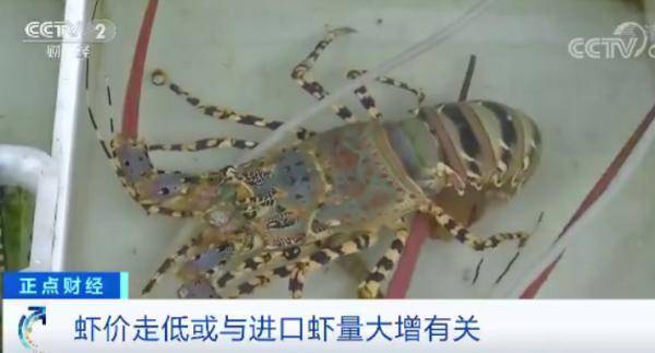 进口|大跌！很多人爱的这道菜，价格“对半砍”！