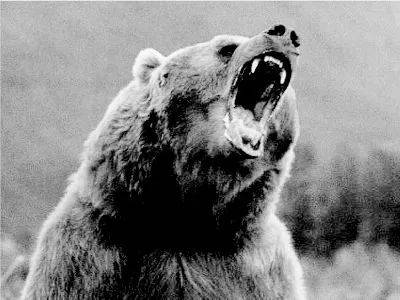 扎西桑俄×高煜芳:青藏高原的人和棕熊如何共存?