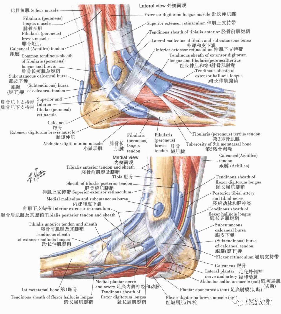 肌(浅层解剖):后面观小腿肌的附着区胫骨和腓骨膝,小腿和足的动脉股