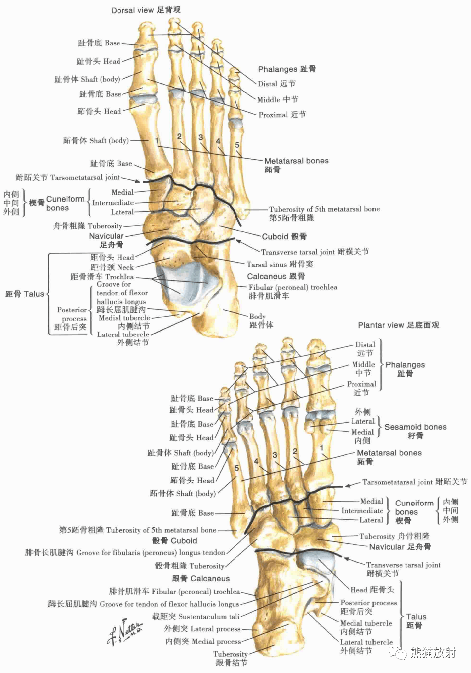 后面观小腿肌(浅层解剖):后面观小腿肌的附着区胫骨和腓骨膝,小腿和足