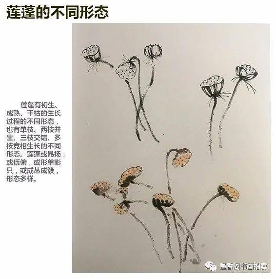 国画教程:写意莲蓬的画法讲解