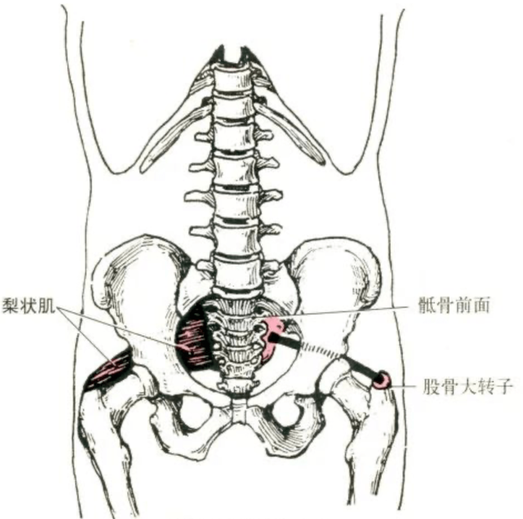 臀大肌,臀中肌,臀小肌的解剖